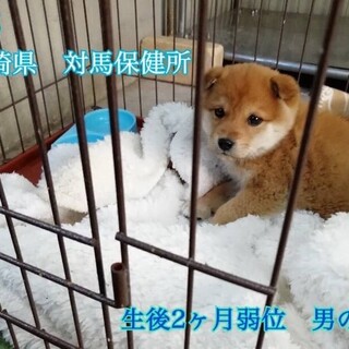 里親決定 ありがとうご 長崎県 犬の里親募集 ペットのおうち 月間利用者150万人