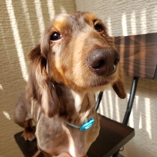 人も犬も大好きでやんちゃな男の子