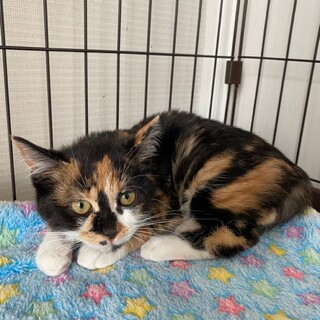 くっきり三毛柄濃いめの　パンジー♀