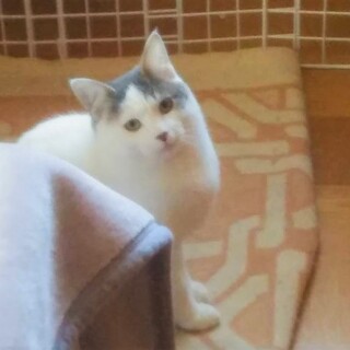 白ブチ？「のぞみ」ちゃん♡
