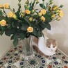 白ねこプリン