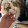 ﾄｼﾌﾐ