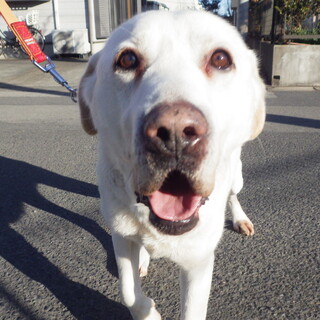 指定年齢５歳　ラブラドール♂。