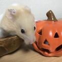 カラーハムスター　クリームバンデット