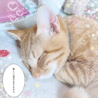 茶々丸