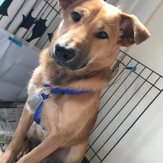 おっとりマイペースな男の子「せんべえ」