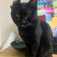 ミク