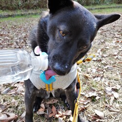 「直飲み」サムネイル2