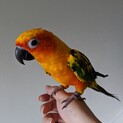 コガネメキシコインコの男の子