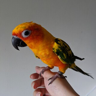 コガネメキシコインコの男の子