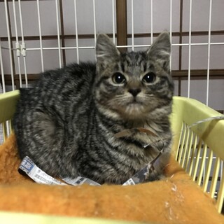 可愛いキジトラ　ふわもこ兄妹②メス