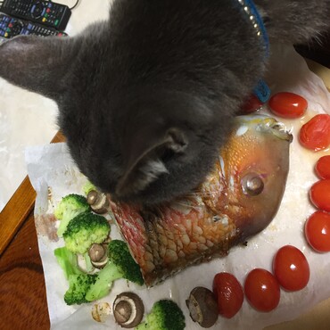 雷VSイラ（天草産）食べ頃確認！上品な白身にご満足( ^ω^ )