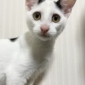 トライアル決定！5匹兄妹 やさしい男の子