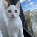トライアル決定！5匹兄妹 懐っこい男の子