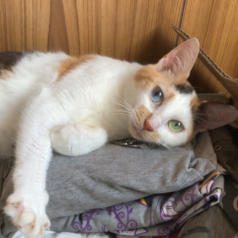 イリマ(Ilima)のカバー写真