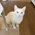 ゆきぽよ♀