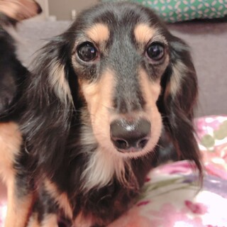 3歳カニヘンダックス女の子