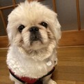 ペキニーズ♂６才