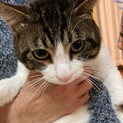 2歳　雑種　オス　白黒ちゃん！