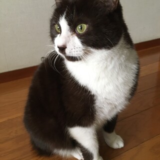 スリベタ甘えん坊の男の子♂