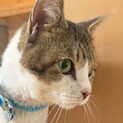すばるくん(仮)〜かまってちゃん〜