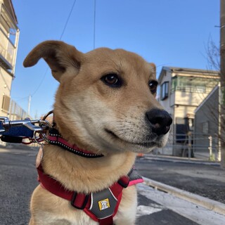 これからが楽しみな女の子「あけび」