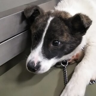 半年前後の紅桜（べにざくら）君