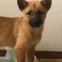 ちーずです。私、がんばってます。