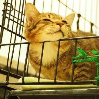 慣れたらゴロゴロ猫ちゃん