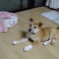 抱っこ大好き甘えん坊のＭＩＸ子犬生後３か月♀