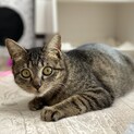 遊ぶの大好き！まん丸ボディにボブテイルがキュート