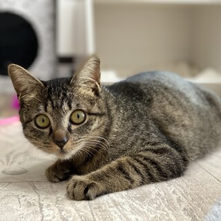 遊ぶの大好き！まん丸ボディにボブテイルがキュート
