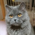 ブリティッシュショートヘアロング♀5才