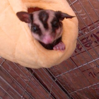 怖がり屋さんなティモ君