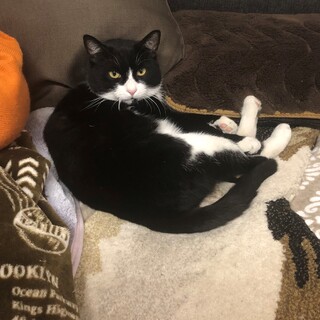 ハチワレのタビちゃん・靴下を履いています！