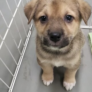 うるうるオメメのしもなちゃん