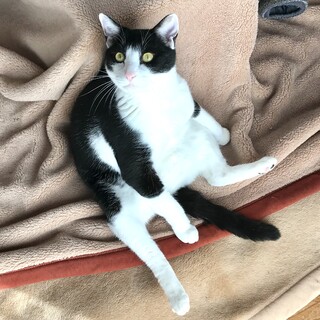 七転び八起きのハチ甘えん坊な大猫くん