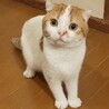 【ブリーダー廃業】珍しい耳カールのぶさかわスコティ サムネイル2