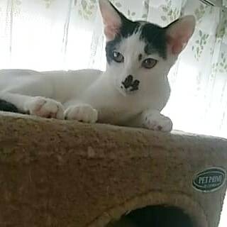 小太郎♡牛柄模様がかわいい
