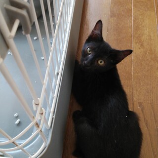 真っ黒な元気なおれしっぽのさらら