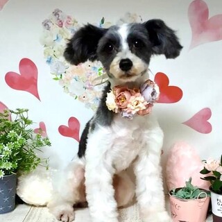 丹那（たんな）ビビリちゃんだけど賢い美犬さん