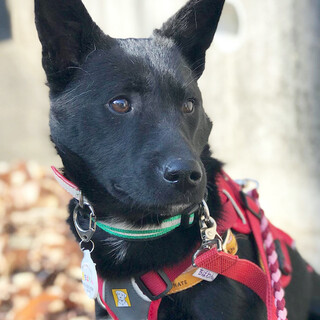 お散歩は練習中、綺麗好きで可愛い女の子レイヴン