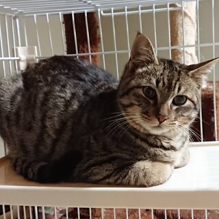 キリリとしたキジトラ＊もぐ＊