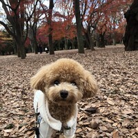 ソア