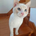 やんちゃで甘えん坊！白チビちゃん