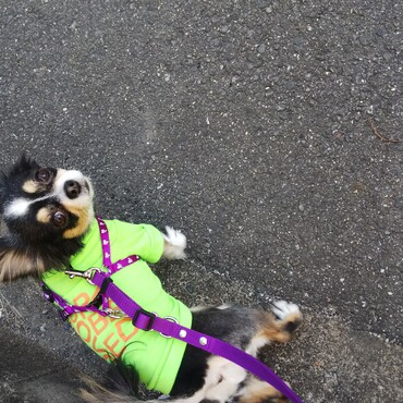 毎日お散歩楽しいよね(о´∀`о)