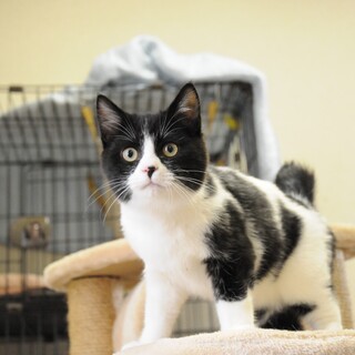 ９月生まれの子猫　数字シリーズ第５弾　ケイ♂