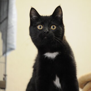 ９月生まれの子猫　数字シリーズ第５弾　ガイ♂