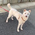 至急！居場所がなくなる紀州犬ミックス