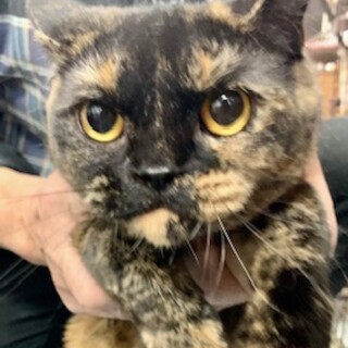 眼力のある女の子